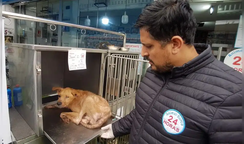 Varios de los canes rescatados tienen cirugías pendientes, además, de desnutrición y sarna. Foto: La República. Varios de los canes rescatados tienen cirugías pendientes, además, de desnutrición y sarna. Foto: La República.