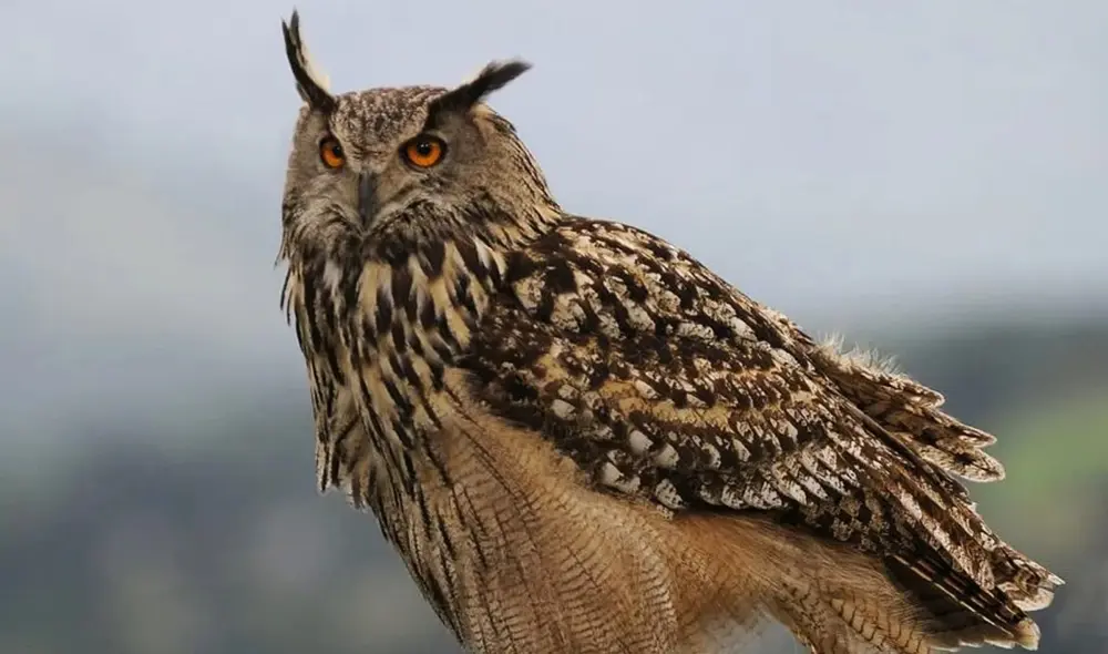 La aparición de uno o más búhos en los sueños cuenta con distintos significados. Foto: eurodisidentes