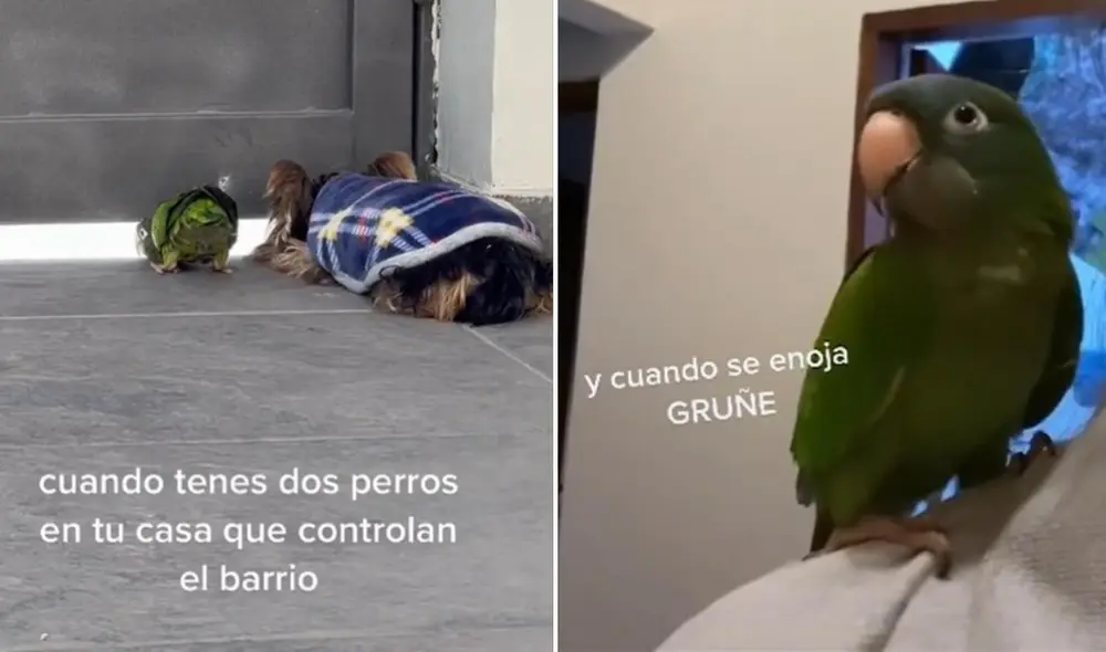 El viral clip de Luisina (@luisinagalarza) logró obtener más de 6 millones de reproducciones y miles de reacciones. Foto: captura de TikTok