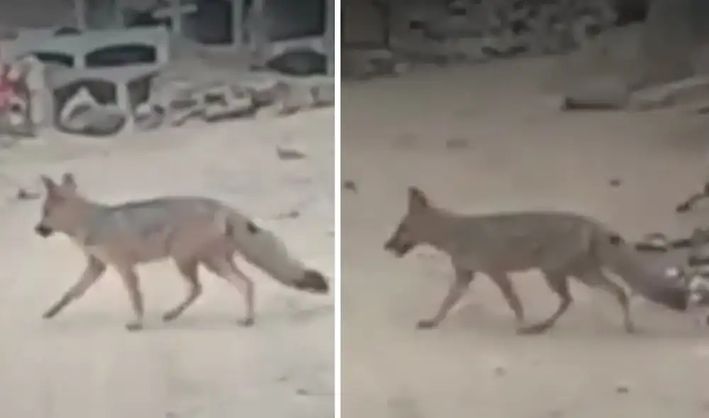 Un nuevo ejemplar de zorro andino fue visto en el distrito de Comas. Foto: composición La República/América TV