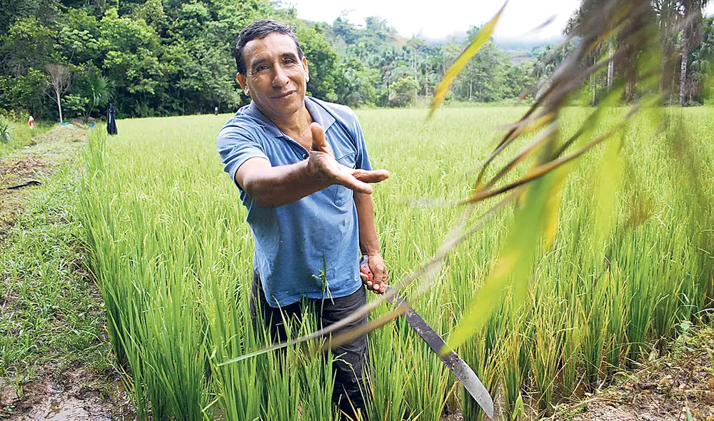 Impacto tangible. La producción nacional de arroz llega a las 500.000 toneladas al año; sin embargo, los costos de producción han subido en un 30%. Foto: difusión