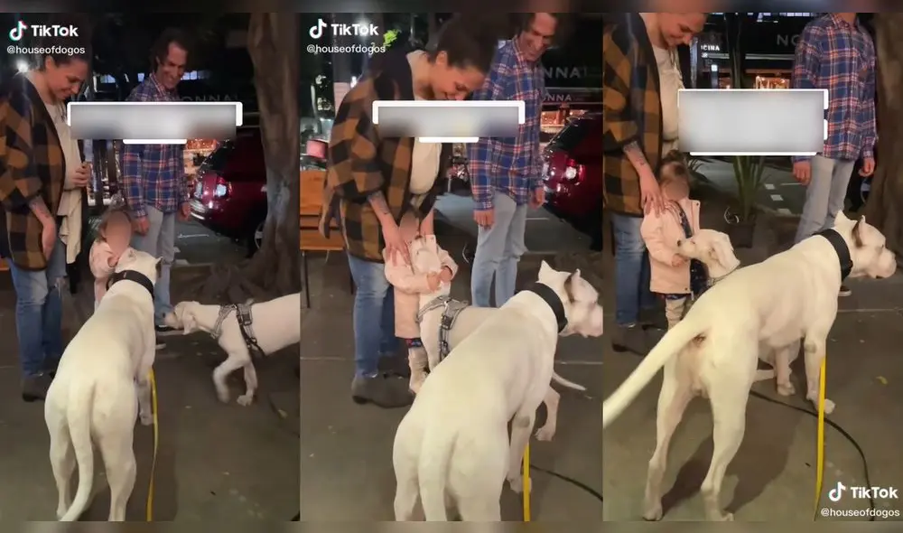 La niña quedó encantada con la perrita llamada Atenea. Composición/ @houseofdogos/TikTok