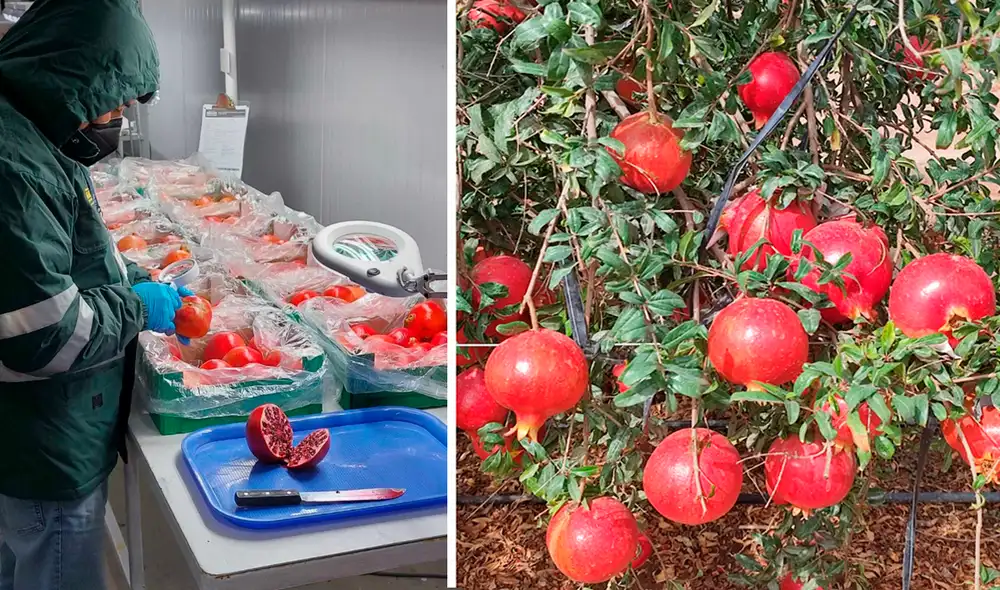 La granada es un fruto que destaca por su gran poder para prevenir el riesgo de enfermedades del corazón. Foto: Senasa