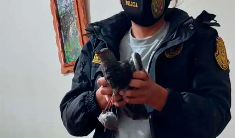 La paloma fue “detenida” ayer, por policías de la unidad de seguridad del penal de Huamancaca. Foto PNP