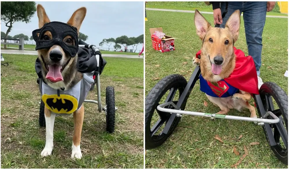 El albergue también necesita donaciones de caniles grandes, alimento de perros y gatos, colchitas o frazadas y casas de madera o plástico. Foto: composición LR/Milagros Perrunos El albergue también necesita donaciones de caniles grandes, alimento de perros y gatos, colchitas o frazadas y casas de madera o plástico. Foto: composición LR/Milagros Perrunos