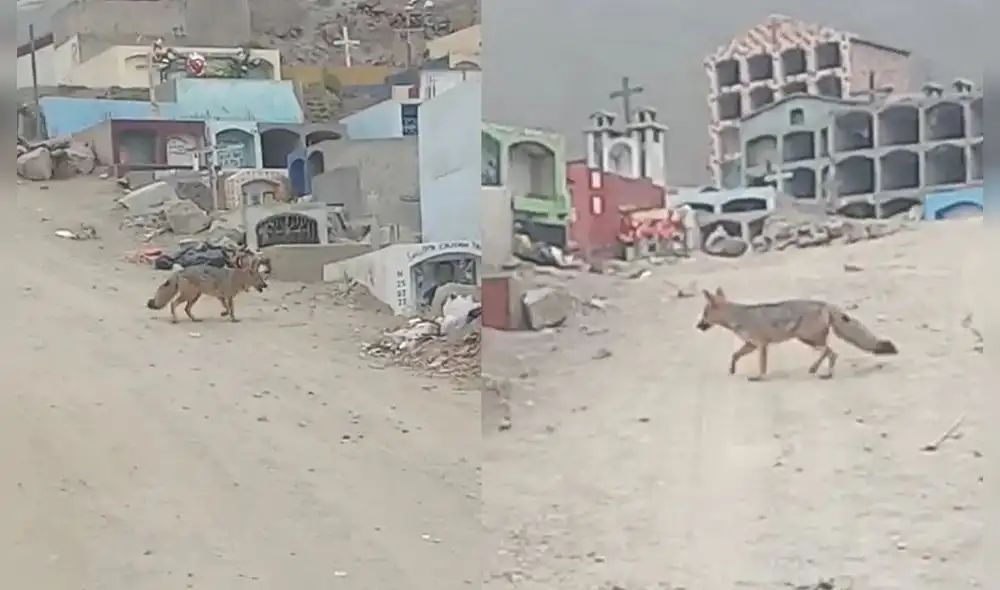 Un nuevo ejemplar de zorro andino fue visto en el distrito de Comas. Foto: Serfor Un nuevo ejemplar de zorro andino fue visto en el distrito de Comas. Foto: Serfor
