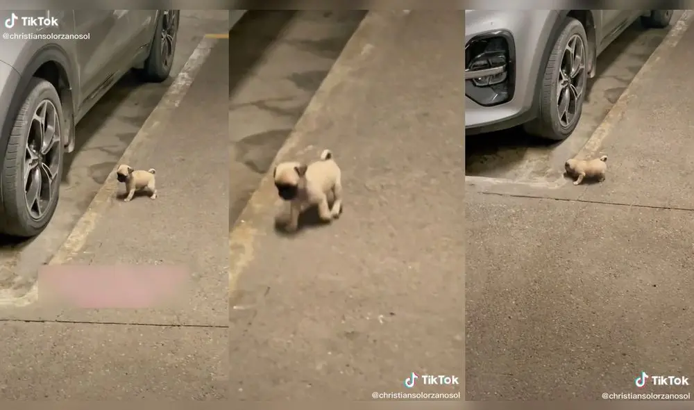 El perrito caminando por el estacionamiento. Foto: composición/ @christiansolorzanosol/TikTok El perrito caminando por el estacionamiento. Foto: composición/ @christiansolorzanosol/TikTok