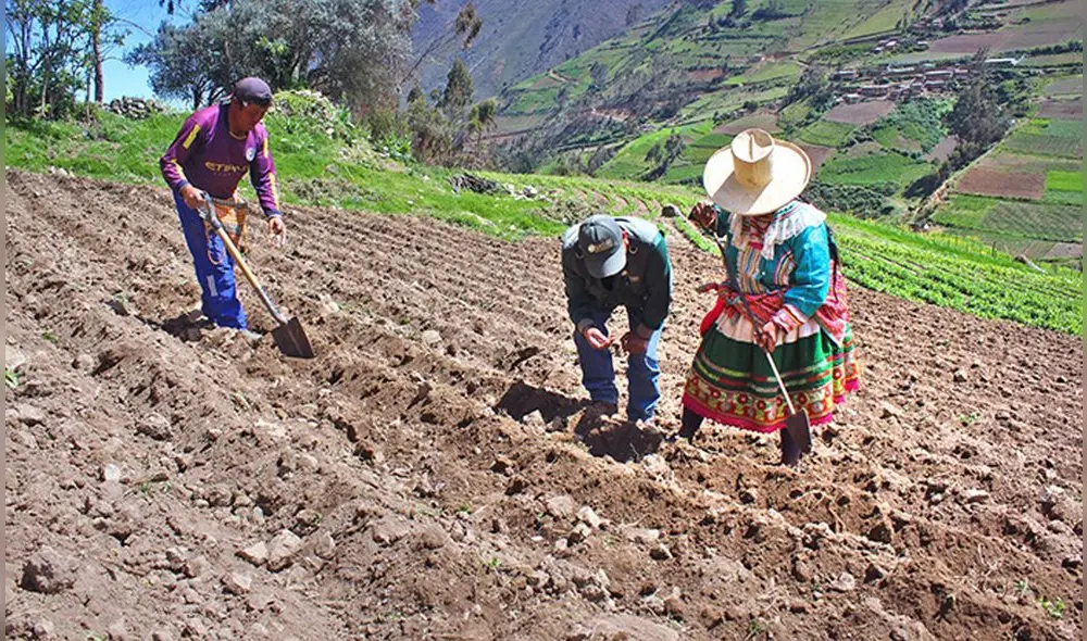 Los resultados de la campaña de mango y palta muestran el impacto del precio de los fertilizantes y falta de agua para la agricultura en estas localidades. Foto: Sedir. Los resultados de la campaña de mango y palta muestran el impacto del precio de los fertilizantes y falta de agua para la agricultura en estas localidades. Foto: Sedir.
