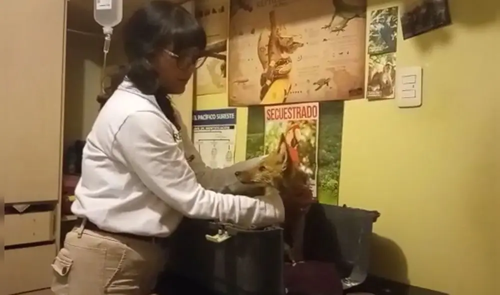 Animal recibió tratamiento y se le realizarán exámenes. Foto: Serfor