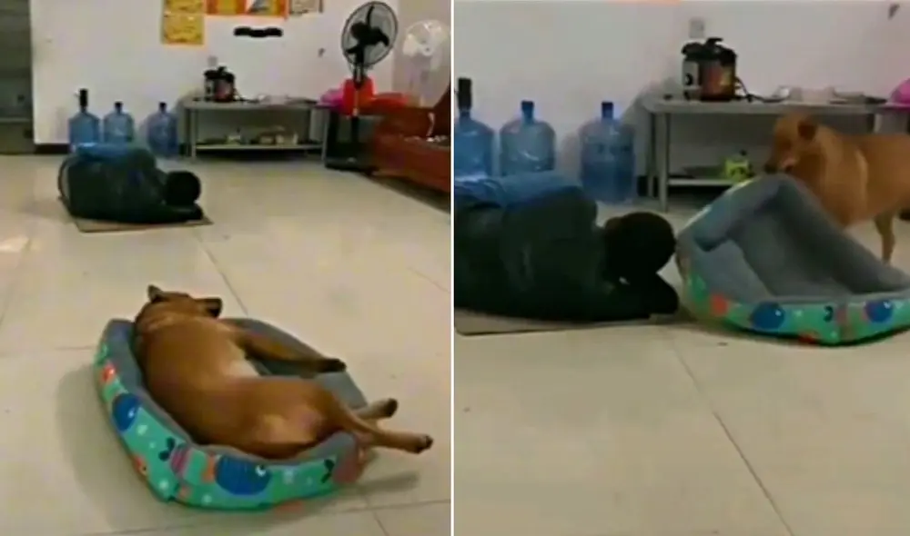 La viral escena compartida por la cuenta @youdog_sabri logró obtener miles de reproducciones y reacciones. Foto: captura de TikTok