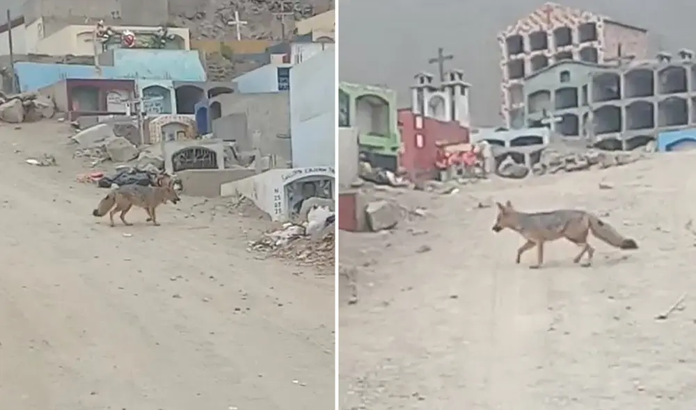 El animal deambula por un cementerio de Comas. Foto: captura de América TV El animal deambula por un cementerio de Comas. Foto: captura de América TV