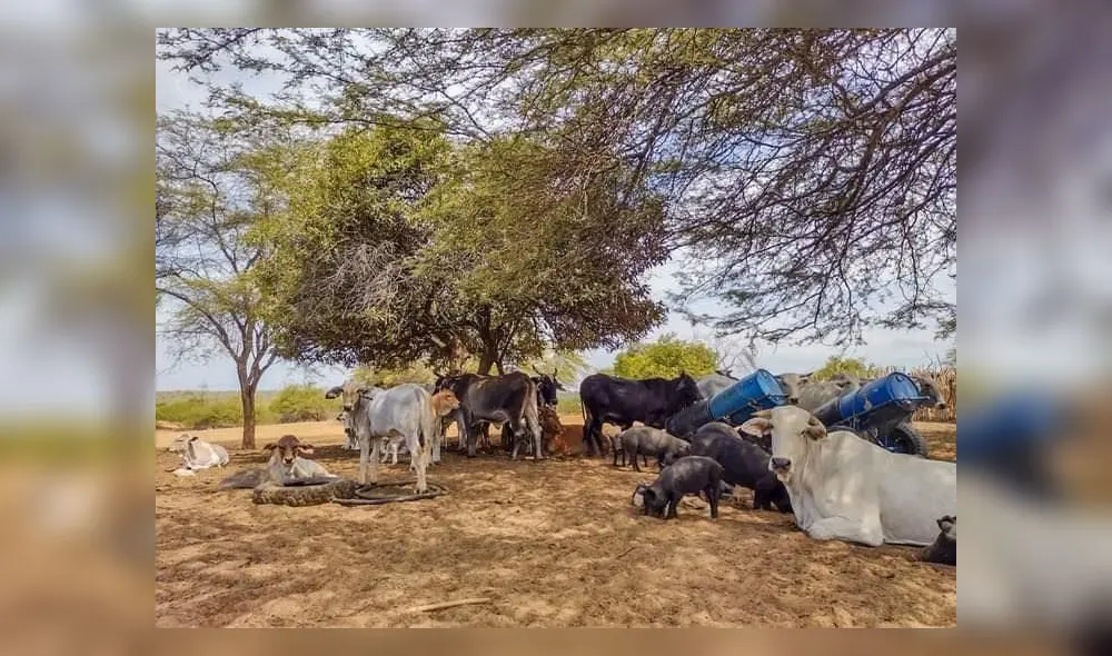 Ganaderos señalaron que la falta de lluvias en el sector ha contribuido a que el ganado no cuenta con vegetales para alimentarse. Foto: Difusión Ganaderos señalaron que la falta de lluvias en el sector ha contribuido a que el ganado no cuenta con vegetales para alimentarse. Foto: Difusión