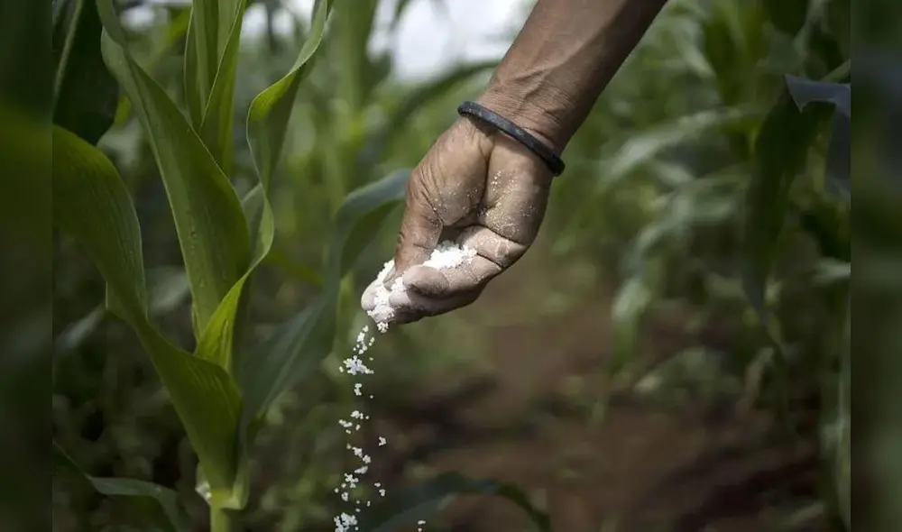 Ministro Arce afirma que en en las próximas semanas se comprará el primer lote de fertilizantes. Foto: AFP