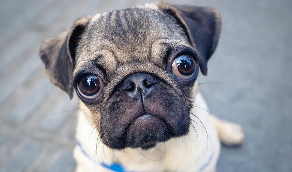 Pese a su aspecto tierno, la estructura facial de los pug los expondría a contraer más enfermedades. Foto: Purina/Instagram