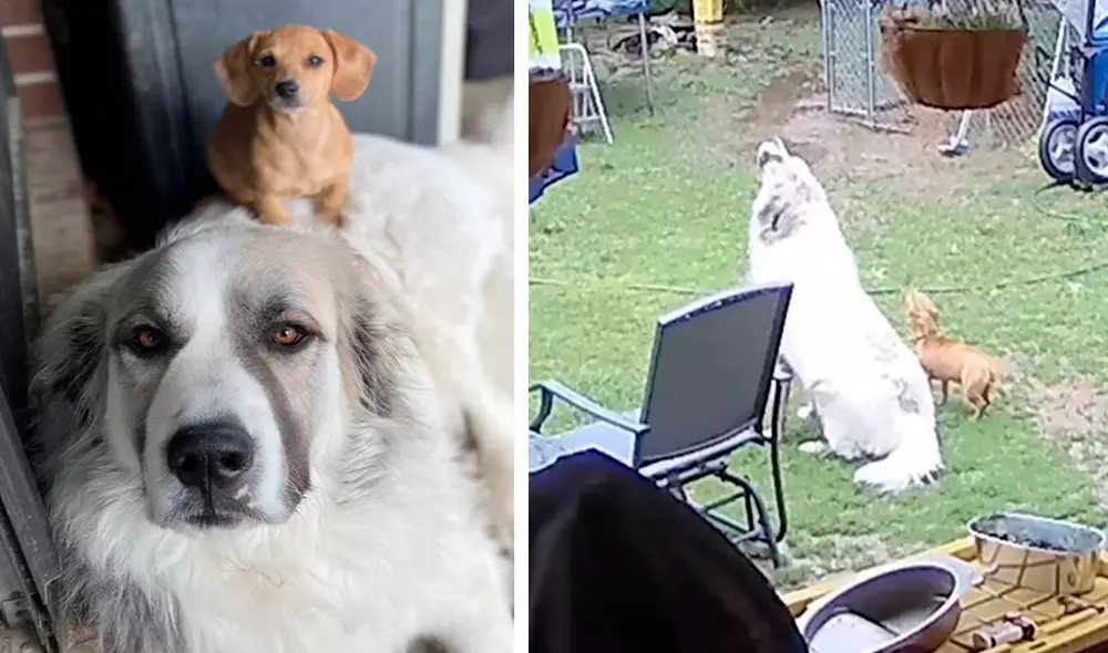Un joven revisó la grabación de su cámara de seguridad, sin imaginar que se llevaría una sorpresa por parte de sus mascotas. Foto: captura de YouTube