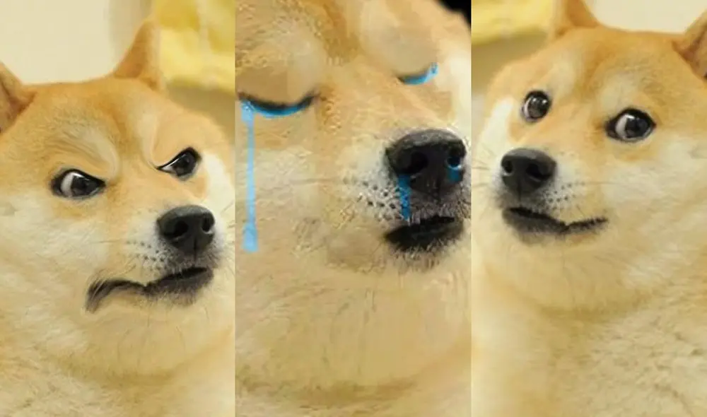 Los memes del perrito son virales en diversas redes sociales. Foto: Google