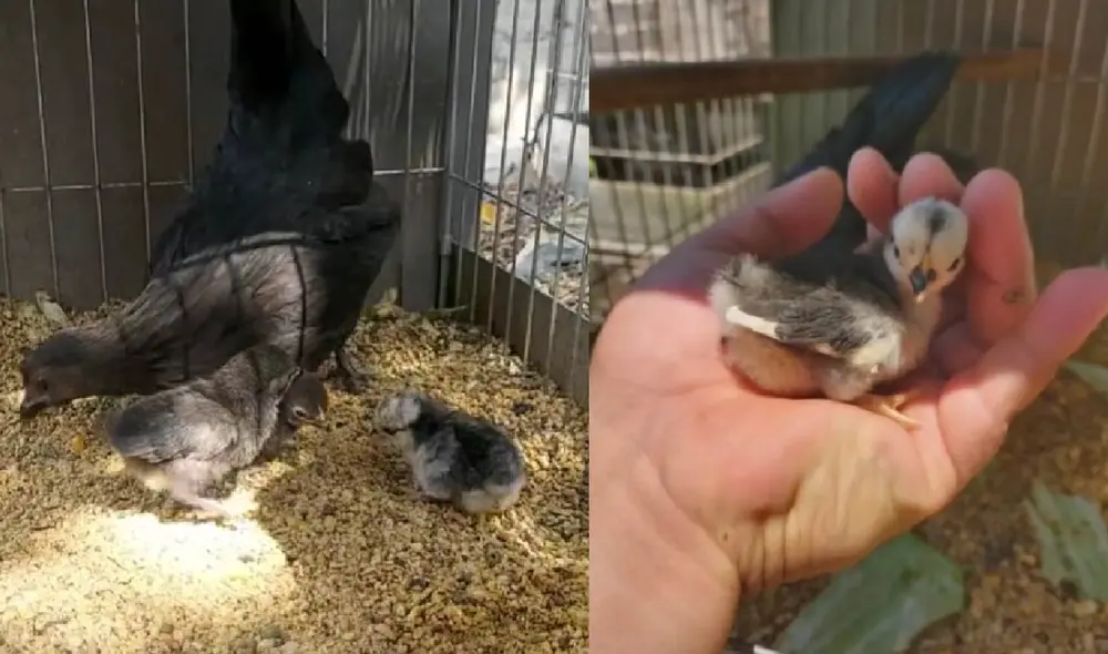Miles de usuarios estuvieron a la expectativa de la historia de Cenizo y se mantuvieron apoyándolo a través de las redes sociales. Foto: captura de TikTok Miles de usuarios estuvieron a la expectativa de la historia de Cenizo y se mantuvieron apoyándolo a través de las redes sociales. Foto: captura de TikTok