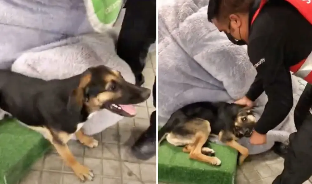 Esta divertida escena se ha vuelto viral en las redes sociales. Foto: captura de TikTok