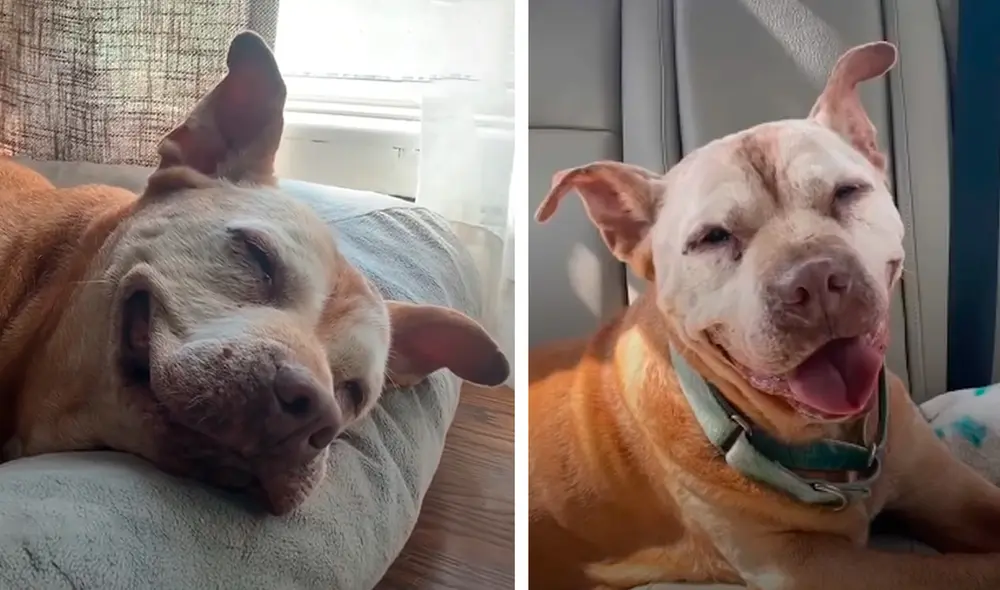 La historia de Poe obtuvo más de 44.000 reproducciones y miles de 'me gusta'. Foto: captura de YouTube La historia de Poe obtuvo más de 44.000 reproducciones y miles de 'me gusta'. Foto: captura de YouTube