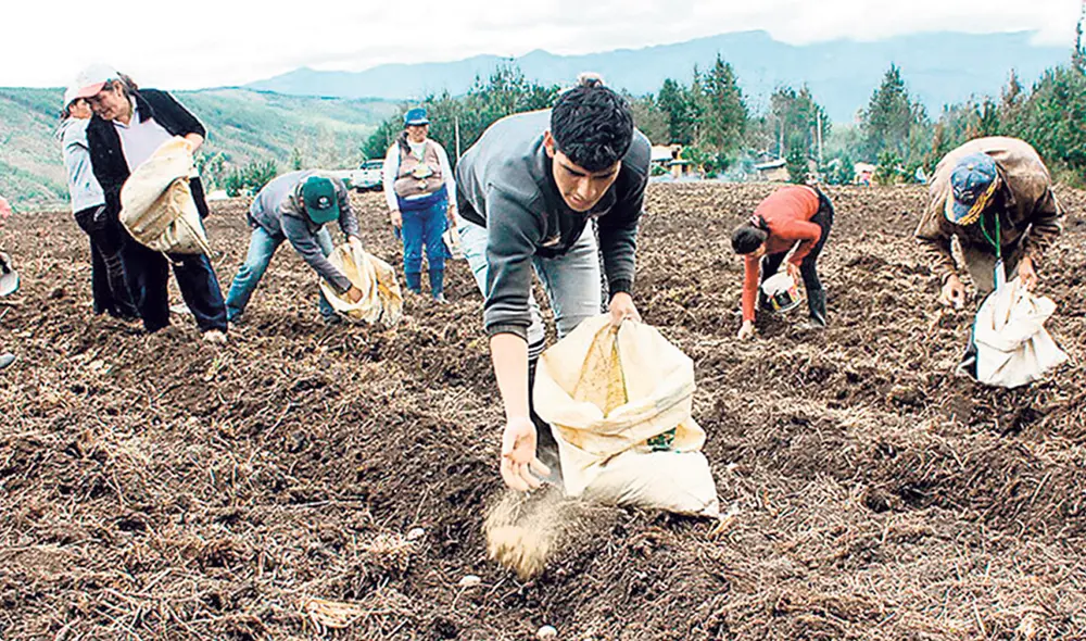 Impacto. Productores afectados porque el saco de fertilizantes repuntó a S/ 240. Foto: difusión Impacto. Productores afectados porque el saco de fertilizantes repuntó a S/ 240. Foto: difusión