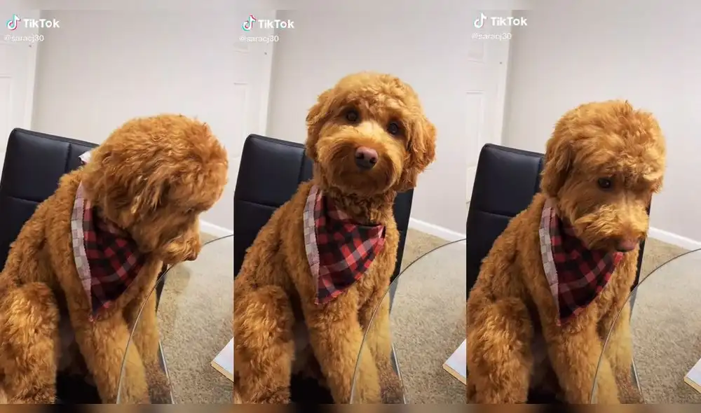 El perrito mirando a la cámara después de recibir la 'alerta'. Foto: composición/ @saracj30/TikTok El perrito mirando a la cámara después de recibir la 'alerta'. Foto: composición/ @saracj30/TikTok