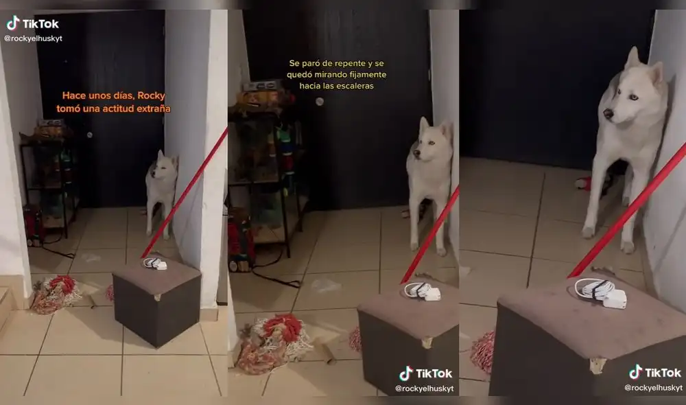 La mujer dejó de barrer su sala para grabar el hecho. Foto: composición/ @rockyelhuskyt/TikTok