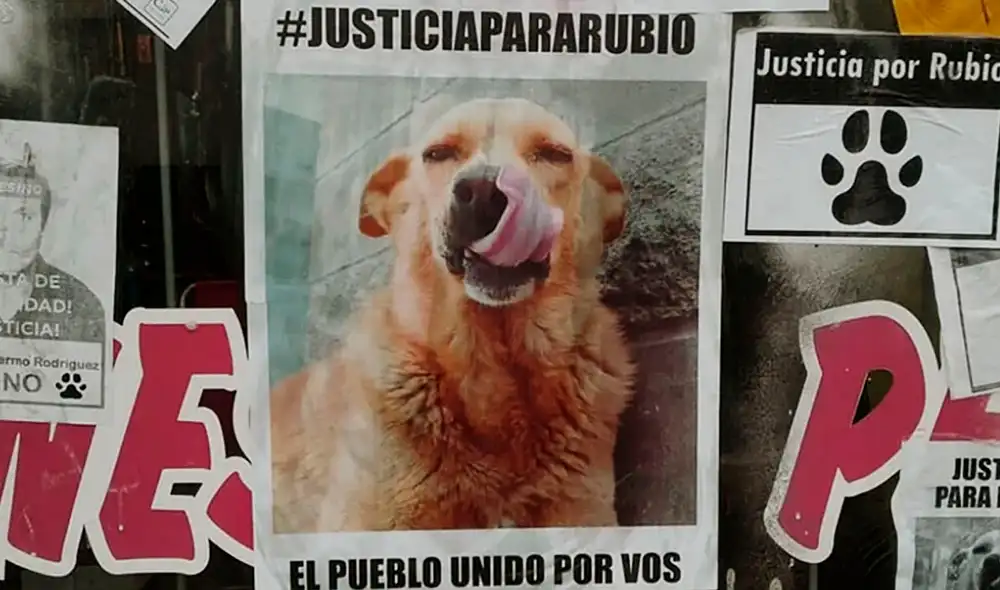 El juicio sobre el maltrato animal se realizó el 20 de mayo y finalizó con la confesión del asesino. Foto: Infobae/Clarin El juicio sobre el maltrato animal se realizó el 20 de mayo y finalizó con la confesión del asesino. Foto: Infobae/Clarin