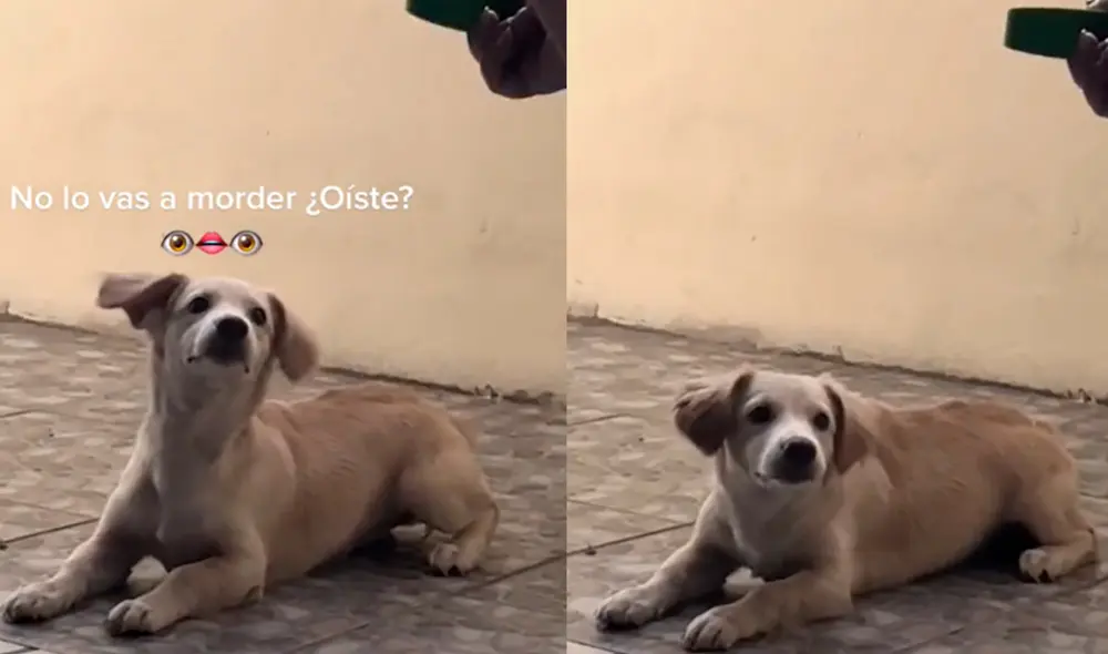 La mascota hizo reír a miles de usuarios en las redes sociales con su divertido comportamiento. Foto: captura de TikTok