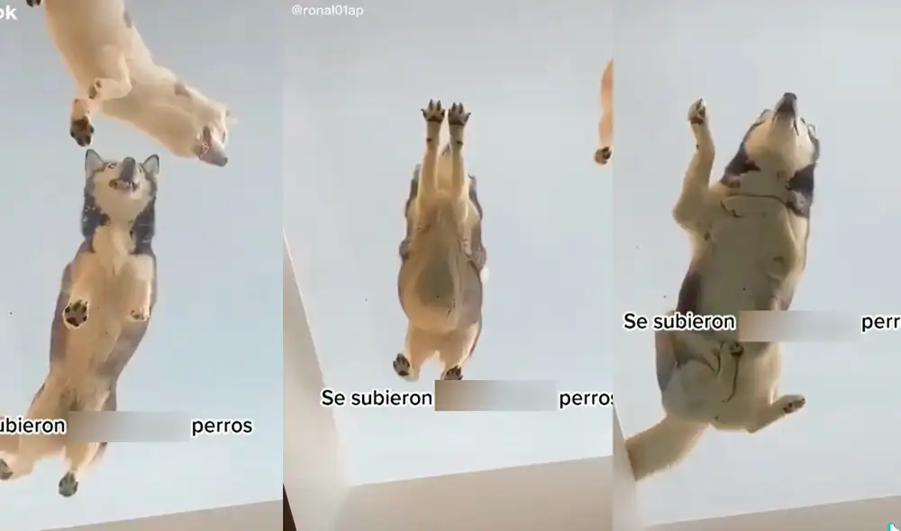 Los huskies aprovecharon estar sin vigilancia para dormir sobre el techo de vidrio. Foto: captura de TikTok