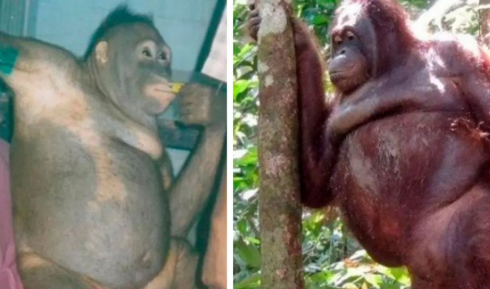 Pony fue rescatada en 2003 y vive en la isla de Borneo. Foto: Fundación BOS Pony fue rescatada en 2003 y vive en la isla de Borneo. Foto: Fundación BOS