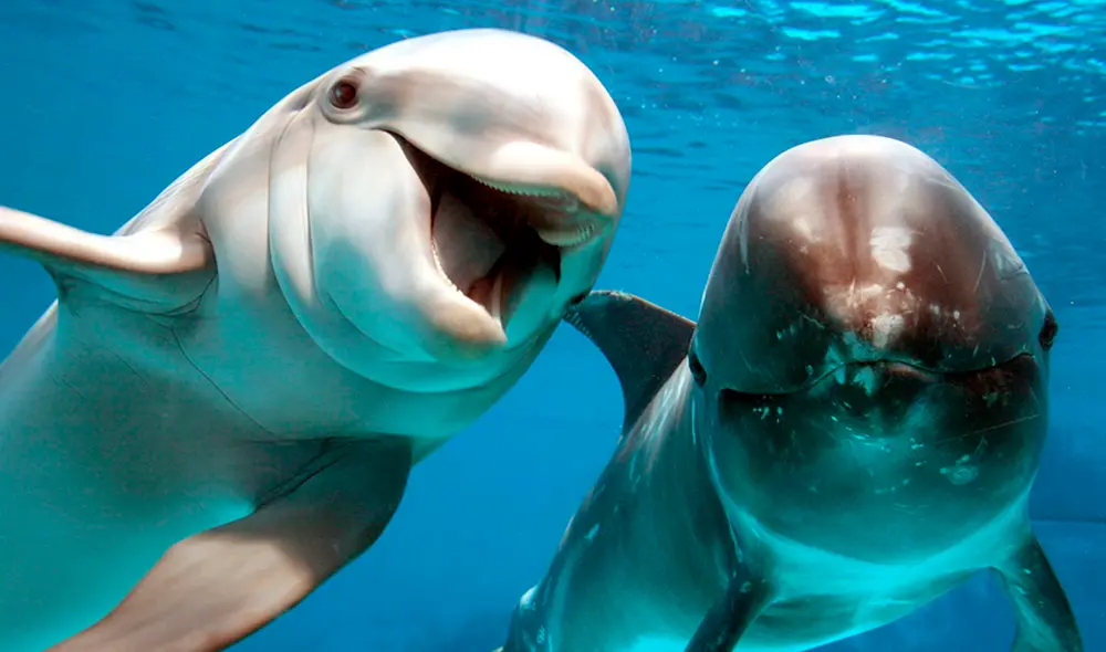 Los delfines siempre se relacionan con la confianza, alegría y buenos momentos. Foto: Efeverde