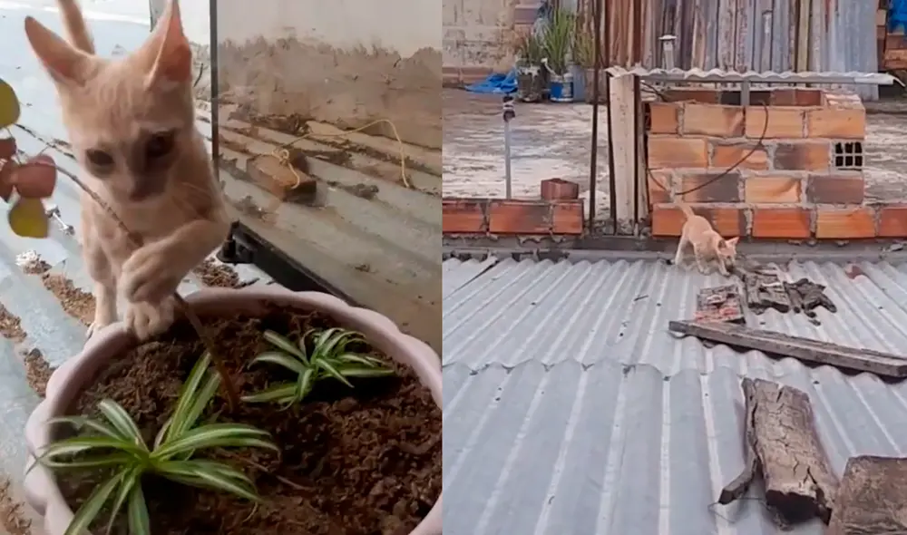 El felino se divirtió en una casa ajena mientras que su dueña lo observaba preocupada de que sufriera algún daño. Foto: captura de TikTok El felino se divirtió en una casa ajena mientras que su dueña lo observaba preocupada de que sufriera algún daño. Foto: captura de TikTok