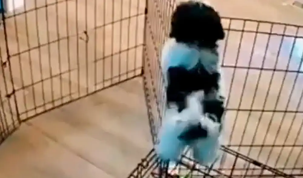 El perrito demostró su astucia al salir de su corral sin ayuda de sus dueños. Foto: captura de Twitter El perrito demostró su astucia al salir de su corral sin ayuda de sus dueños. Foto: captura de Twitter