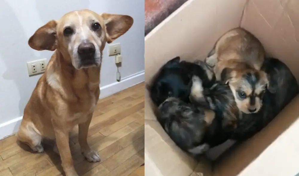 El valiente Brando necesita seguir con su tratamiento y cachorros requieren un hogar con urgencia. Foto: composición/ La República