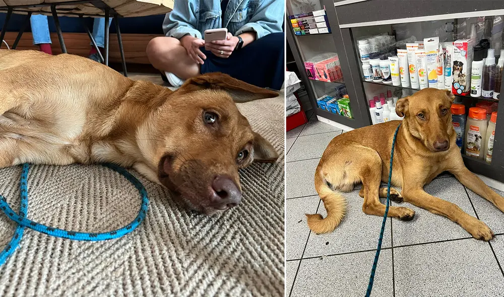 Si estás interesado en adoptarlo, comunícate por WhatsApp al 959 741 013. Yoel C. te dará todas las facilidades para que este can sea parte de tu familia. Foto: difusión