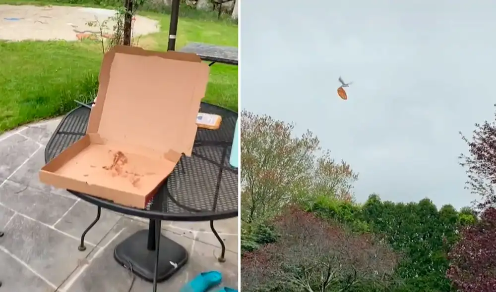 La divertida escena hizo reír a miles en las redes sociales. Foto: captura de TikTok La divertida escena hizo reír a miles en las redes sociales. Foto: captura de TikTok