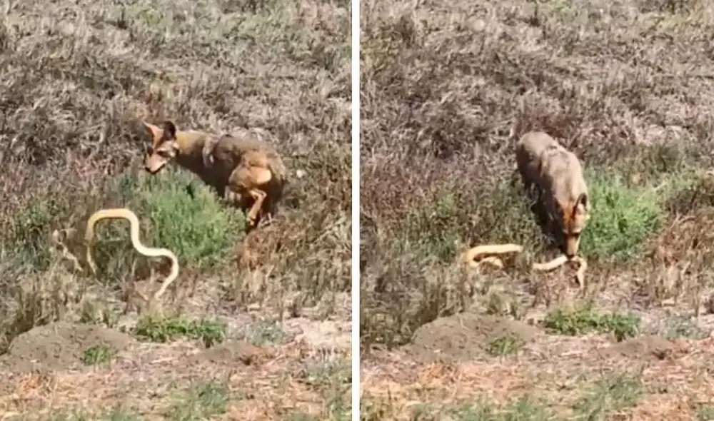 Tras percatarse de la peligrosa escena protagonizada por los animales, unos jóvenes mantuvieron su distancia y evitaron hacer ruido. Foto: captura de YouTube