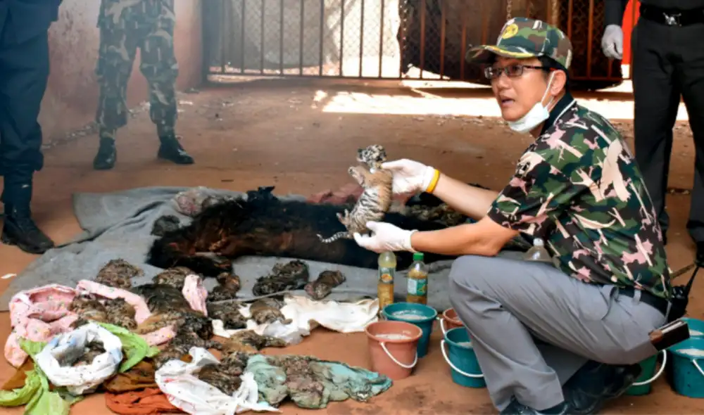 Por traficar animales silvestres en el Perú, puedes ir preso 5 años y pagar como multa de más de 20 millones de soles. Foto: EFE.