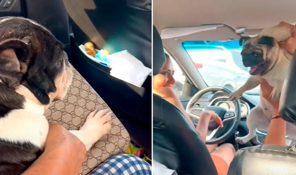El travieso perrito no quiso compartir el paseo con su compañero e hizo de todo para mostrar su enojo. Foto: captura de TikTok