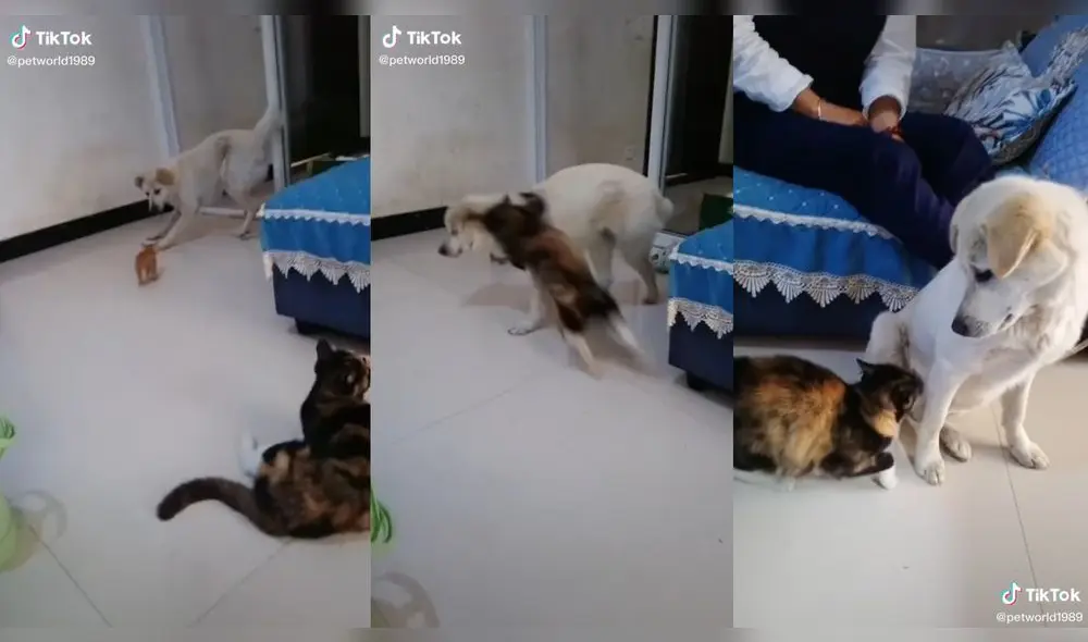 La gatita se tranquilizó al darse cuenta que estaban jugando. Foto: composición/ @petworld1989/TikTok