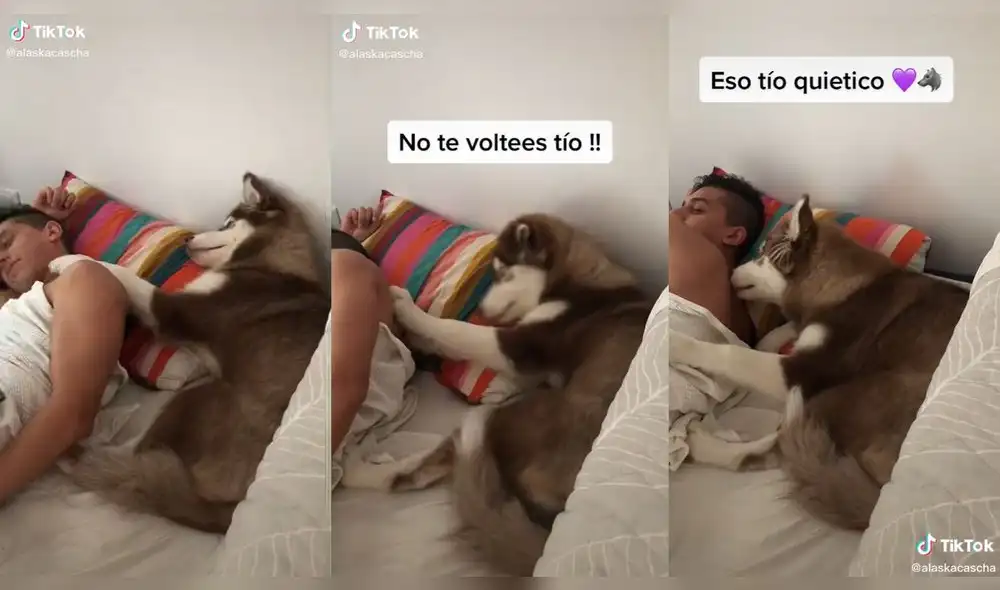 La perrita tocó con su patita a su dueño para convencerlo de que se quede quieto. Foto: @alaskacascha/TikTok La perrita tocó con su patita a su dueño para convencerlo de que se quede quieto. Foto: @alaskacascha/TikTok