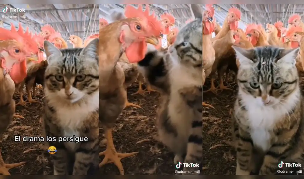 Ambos animales se dieron un golpe. Foto: composición/ @cdramer_mtjj/TikTok