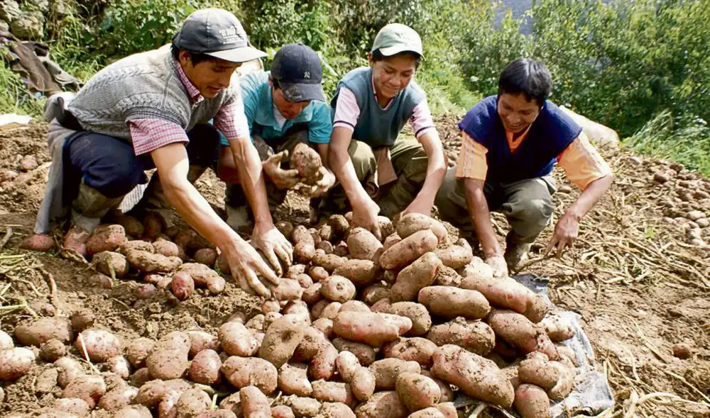Impactos. La producción de papa sería una de las más afectadas si no se resuelve el abastecimiento oportuno de fertilizantes a los agricultores locales. Foto: difusión Impactos. La producción de papa sería una de las más afectadas si no se resuelve el abastecimiento oportuno de fertilizantes a los agricultores locales. Foto: difusión