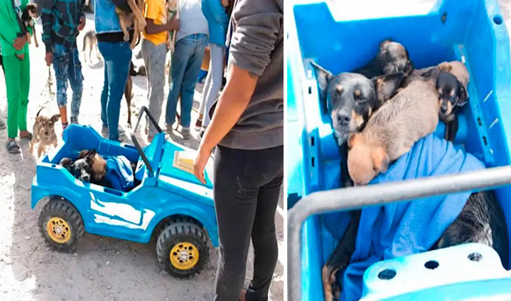 Pese a la distancia, la mujer llevó a sus mascotas hasta la carpa de una organización para que la apoyaran de forma gratuita. Foto: Tin Can Town/ Facebook