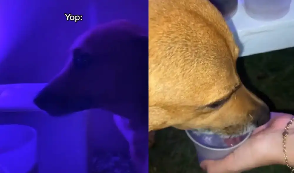 El animalito estuvo con la joven para que le prestara atención en la fiesta. Foto: captura de TikTok