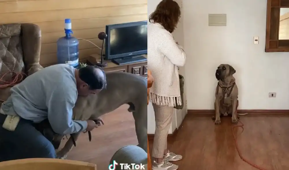 La mascota cambia de conducta cada vez que se queda con uno de sus dueños. Foto: captura de TikTok