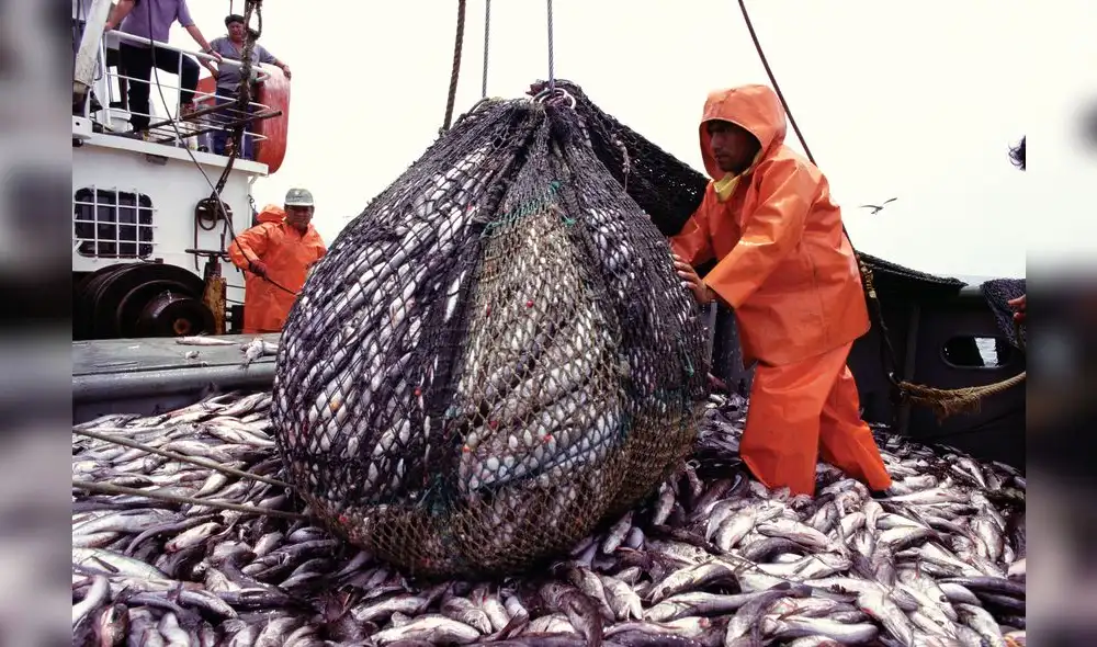 Volumen de jurel y caballa congelada cayeron en 70% y 93%, respectivamente. Foto: Mincetur Volumen de jurel y caballa congelada cayeron en 70% y 93%, respectivamente. Foto: Mincetur