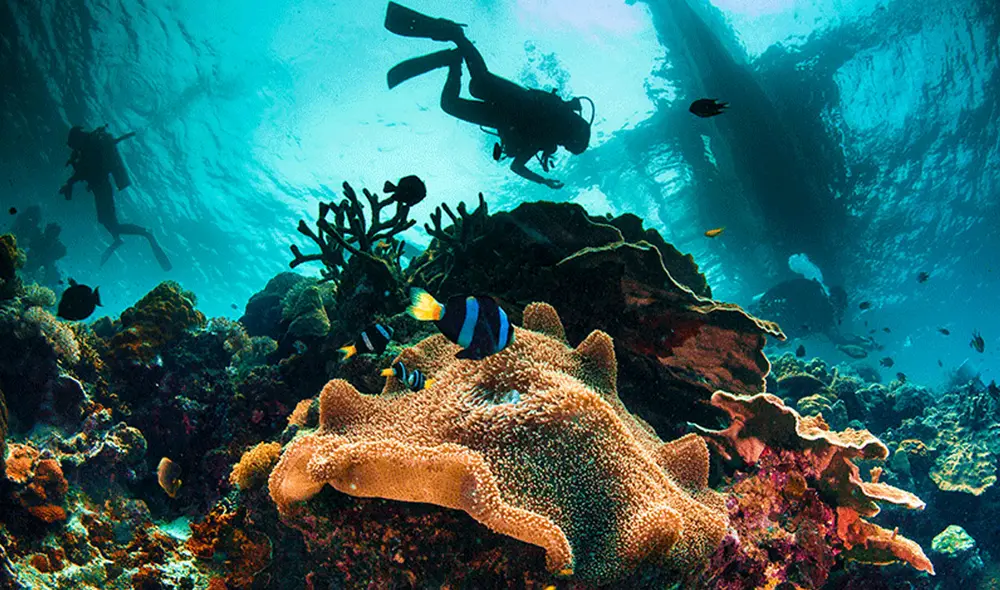 Equipo halló en los corales, tras 25 años de búsqueda, la fuente de una sustancia química anticancerígena. Foto: referencial / scubadiving