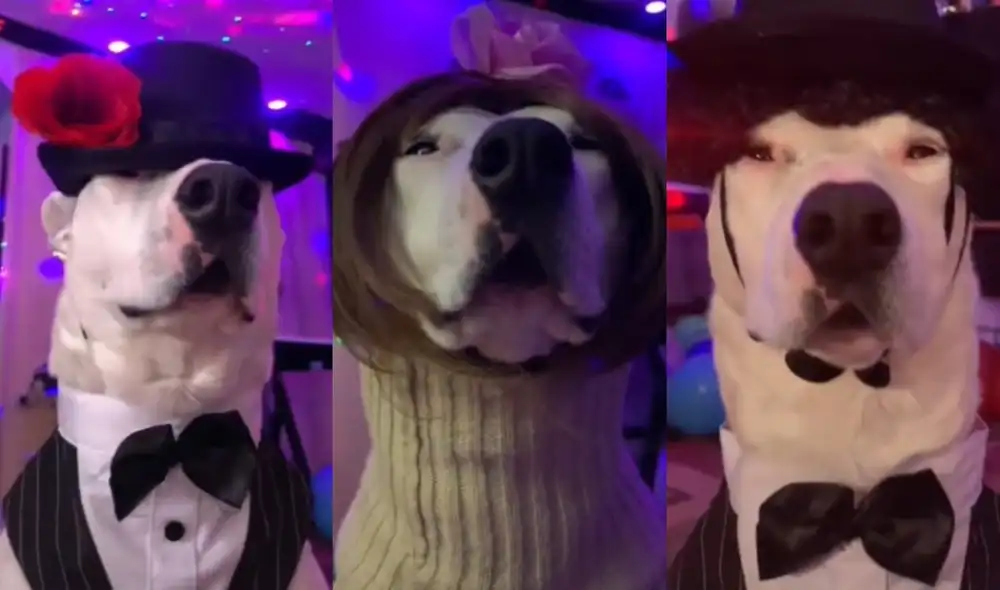 Sus clips son virales en TikTok y otras redes sociales. Foto: TikTok