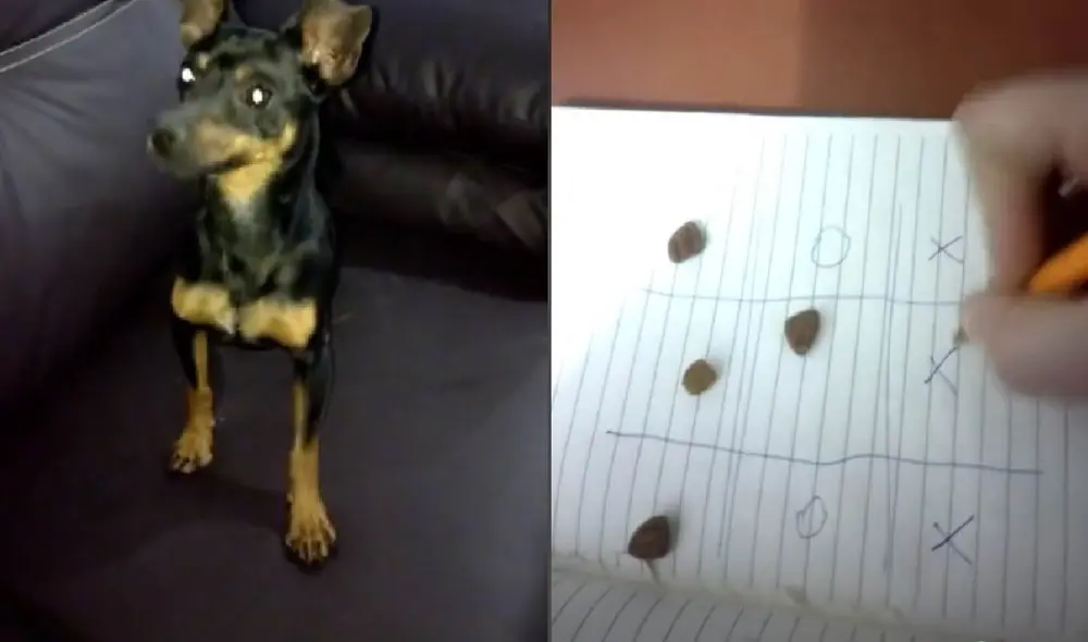 El perrito escogió varias casillas antes de terminar ganando a su cuidadora. Foto: captura de TikTok